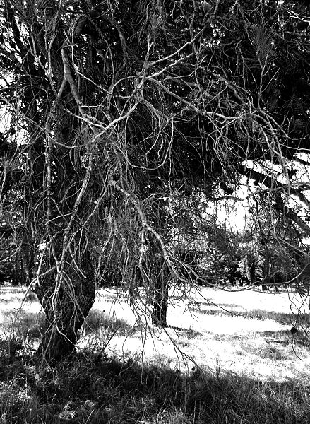 фото "Notes in the forest" метки: черно-белые, природа, 