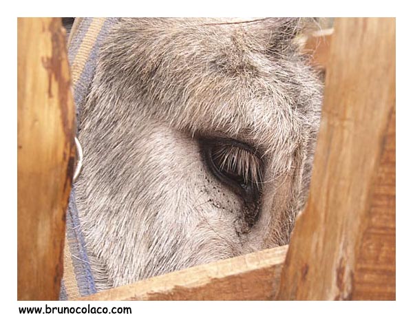 photo "Imprisoned look" tags: nature, pets/farm animals