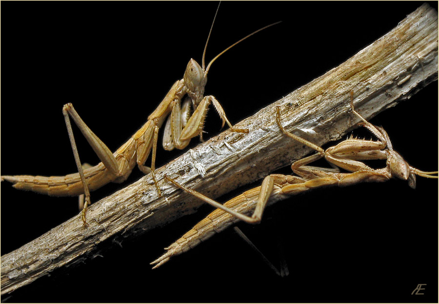 photo "Diagonal" tags: nature, macro and close-up, insect
