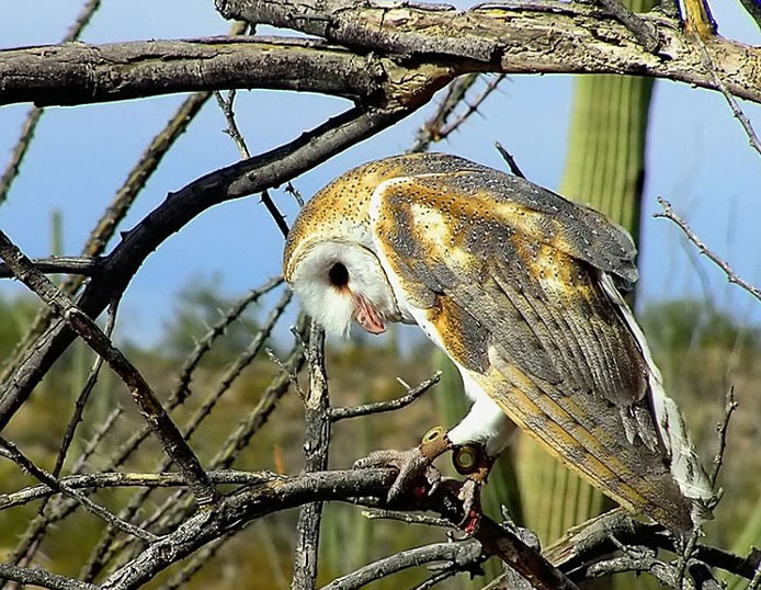 photo "Barn Owl" tags: travel, nature, North America, wild animals