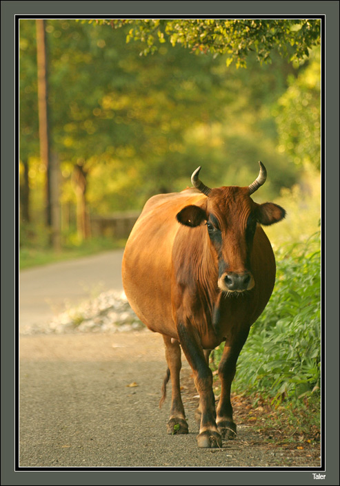 photo "***" tags: nature, pets/farm animals