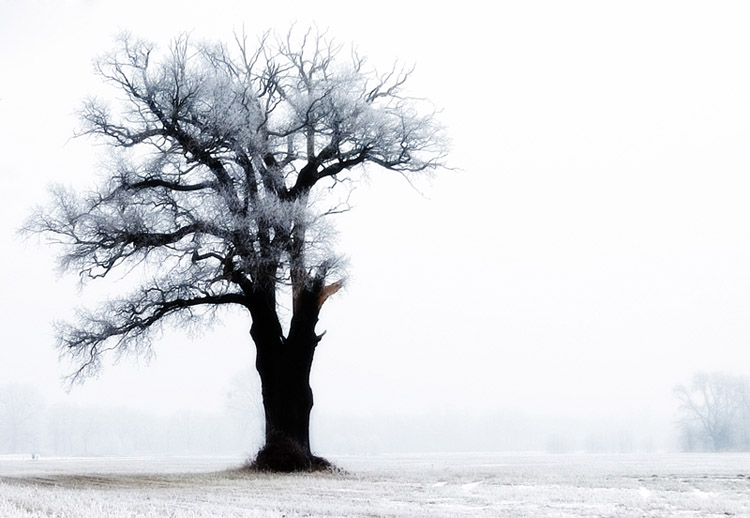 photo "***" tags: landscape, winter