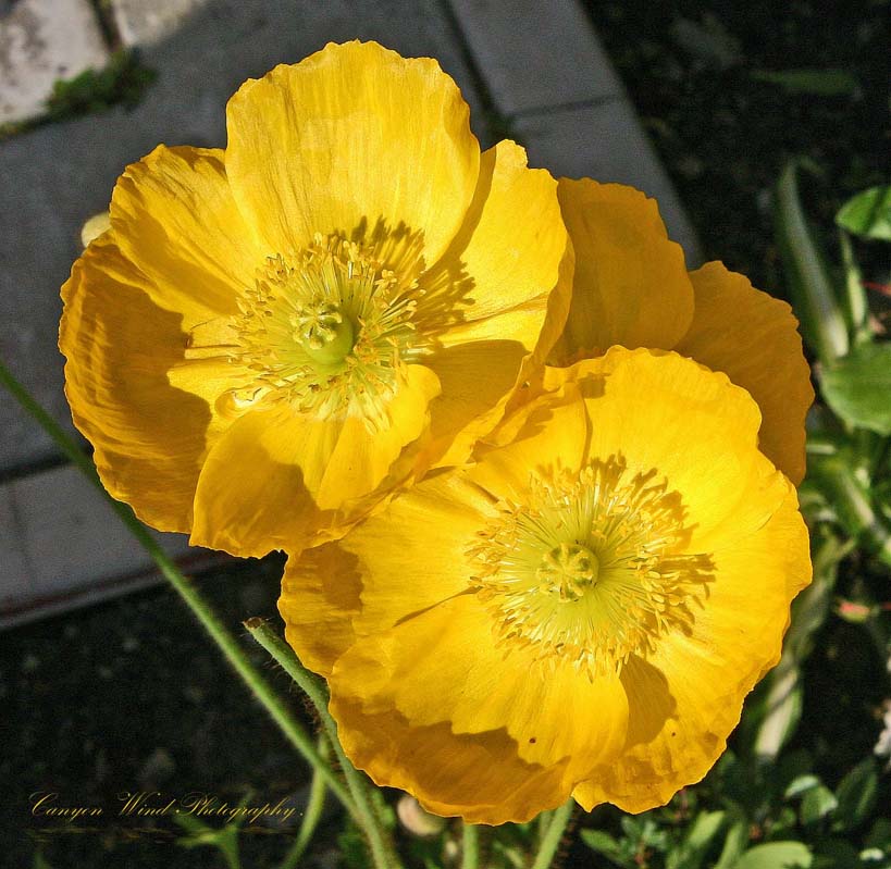 photo ": So Happy Together "." tags: nature, macro and close-up, flowers