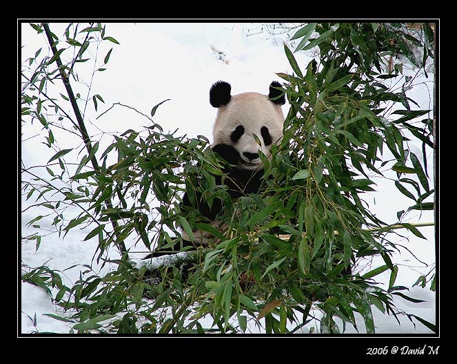 фото "Panda" метки: природа, дикие животные