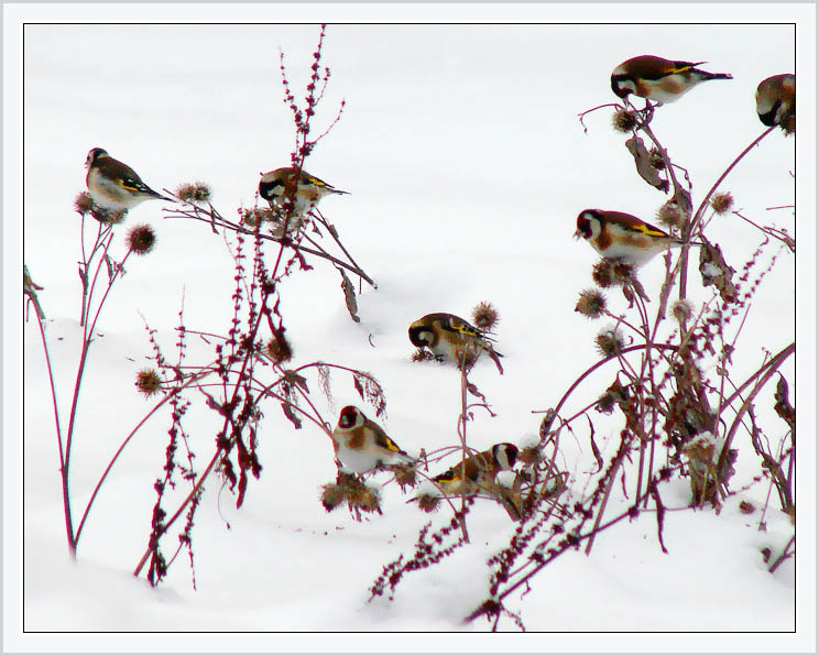 photo "Goldfinches on a burdock" tags: nature, landscape, wild animals, winter