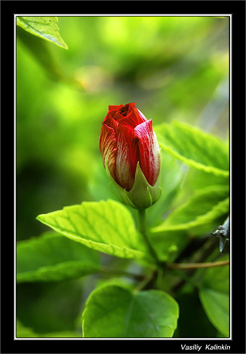 photo "***" tags: nature, flowers