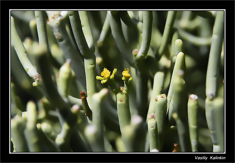photo "The first" tags: nature, flowers
