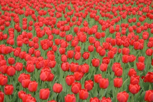 photo "Tulips" tags: nature, landscape, flowers, spring