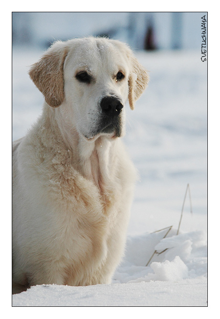 photo "Winter portrait" tags: nature, pets/farm animals