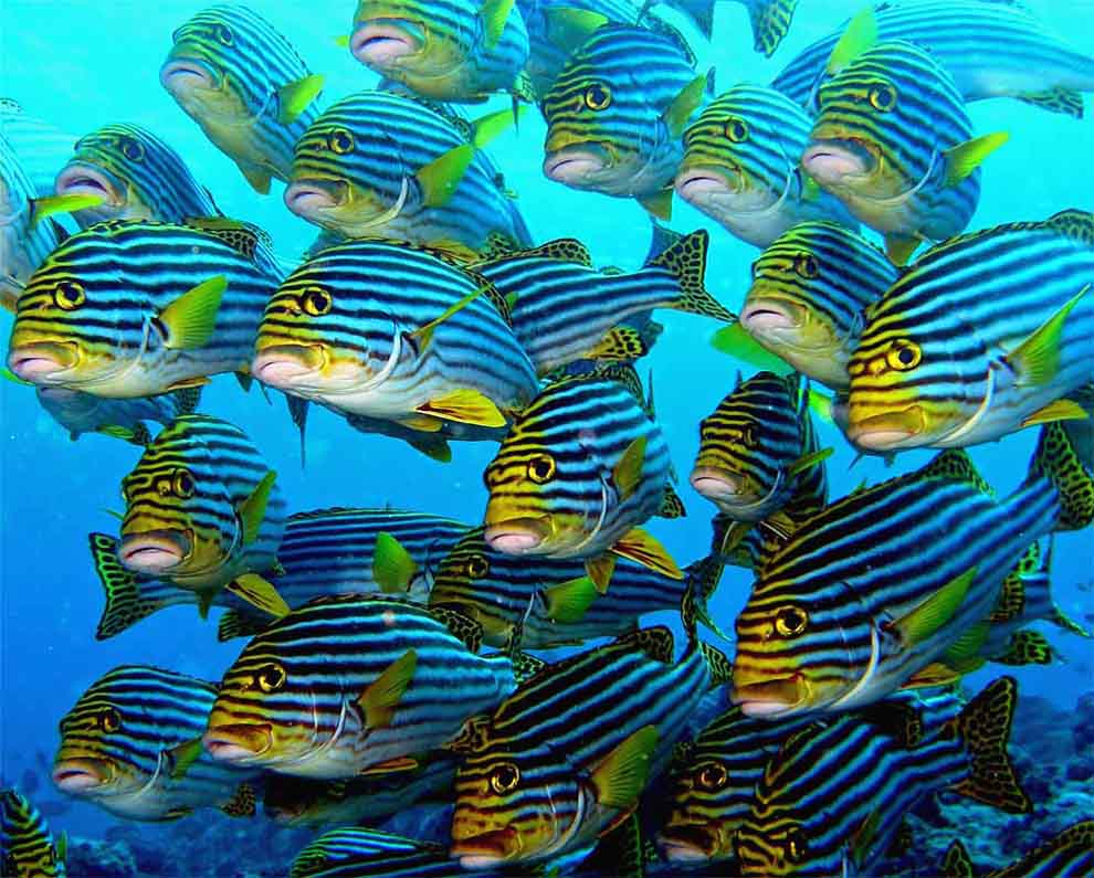 photo "The group in striped bathing suits" tags: underwater, 