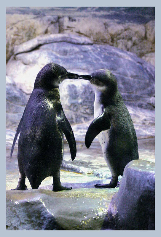 photo "Kiss of the penguin" tags: nature, genre, wild animals
