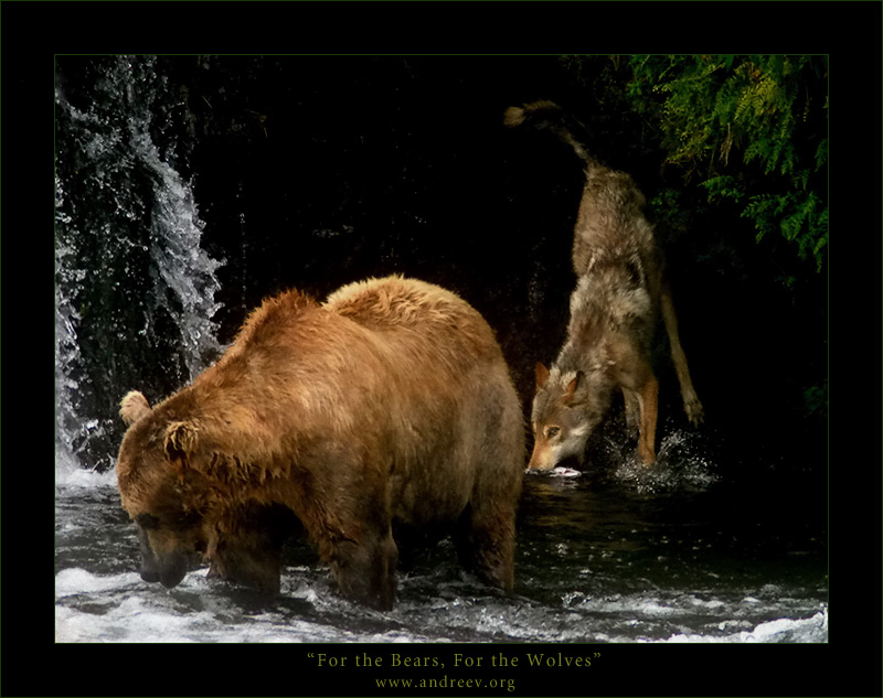 photo "For the Bears, For the Wolves" tags: nature, travel, North America, wild animals