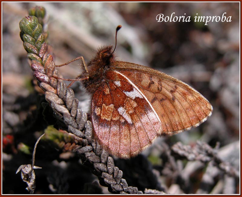 photo "***" tags: nature, macro and close-up, insect