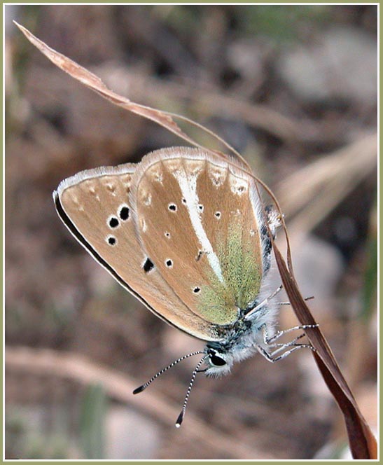 photo "***" tags: nature, macro and close-up, insect