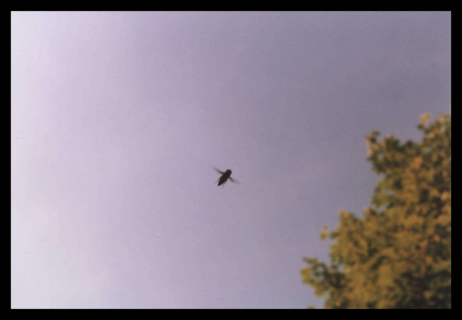 photo "simple?" tags: nature, genre, insect