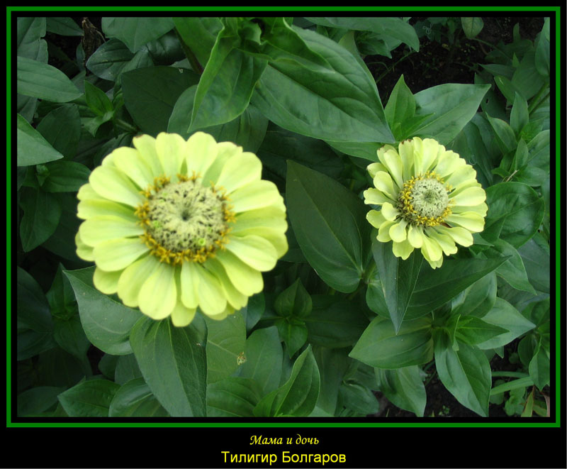 photo "Mum and the daughter." tags: nature, genre, flowers