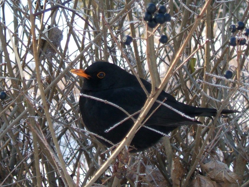 фото "BLACK Bird" метки: пейзаж, природа, дикие животные, зима