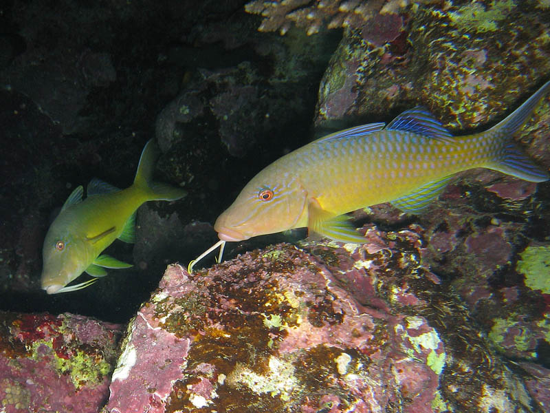 photo "Long feeler goatfish" tags: underwater, nature, wild animals