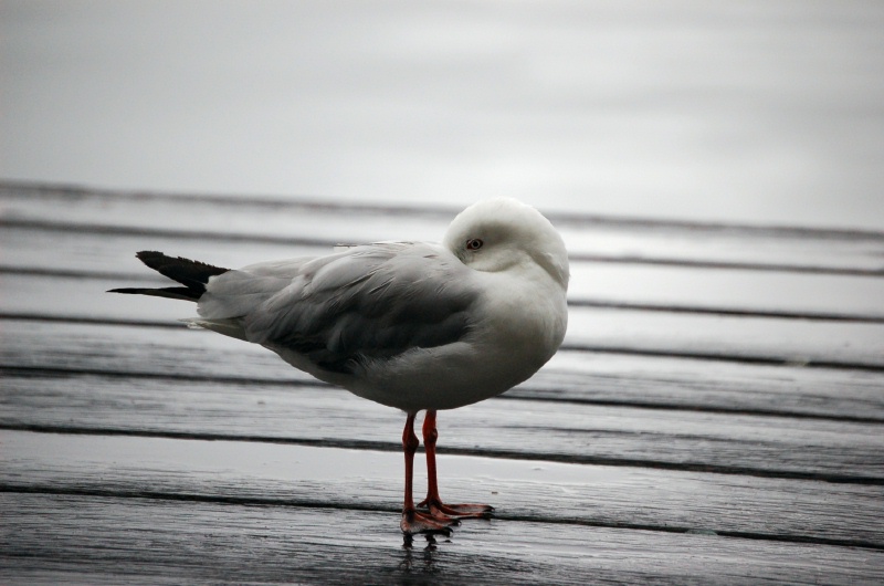 photo "Do Not Disturb" tags: nature, wild animals