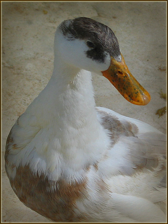 photo "fresh" tags: nature, pets/farm animals