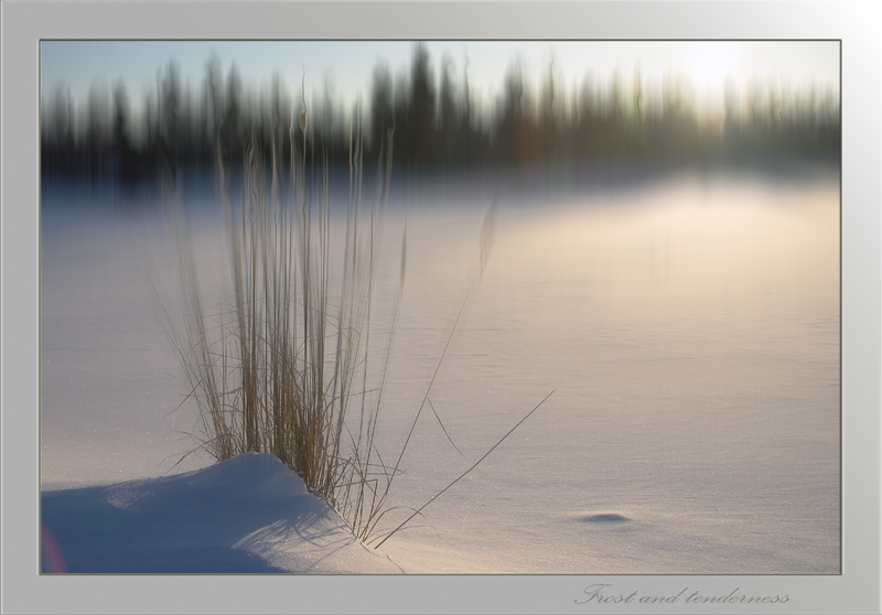 фото "Frost and tenderness" метки: пейзаж, зима