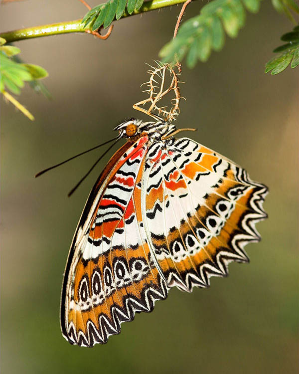 фото "Cethosia biblis" метки: природа, макро и крупный план, насекомое