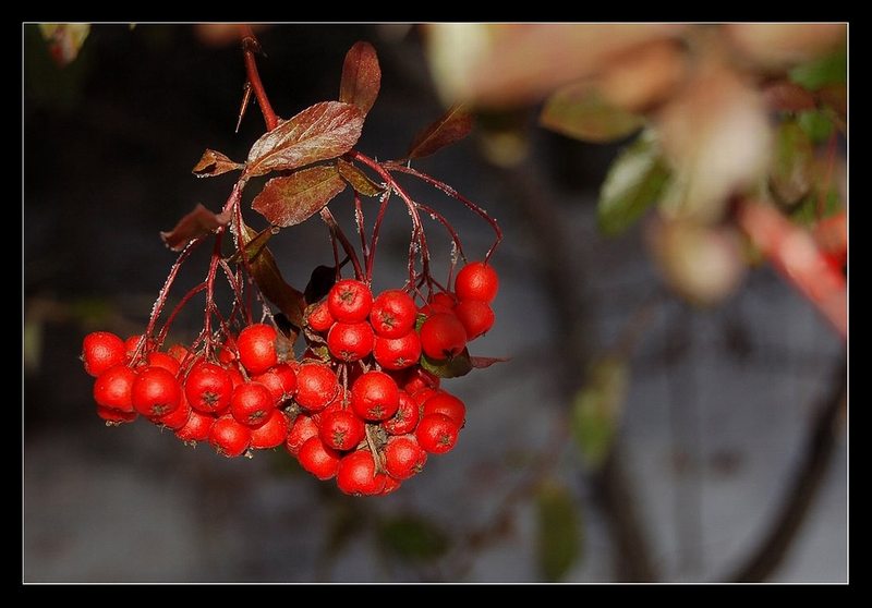 фото "* joy *" метки: природа, 
