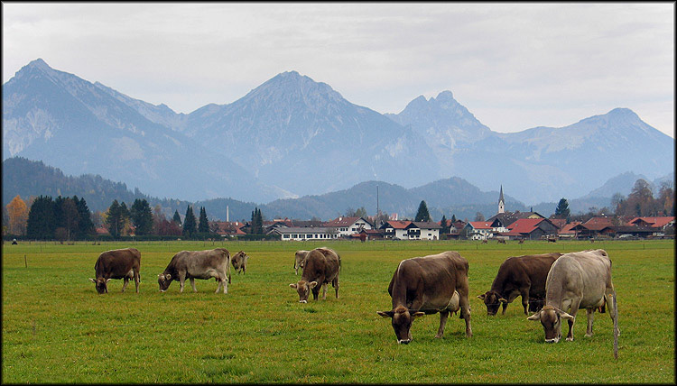 фото "Happy cows" метки: пейзаж, природа, горы, домашние животные