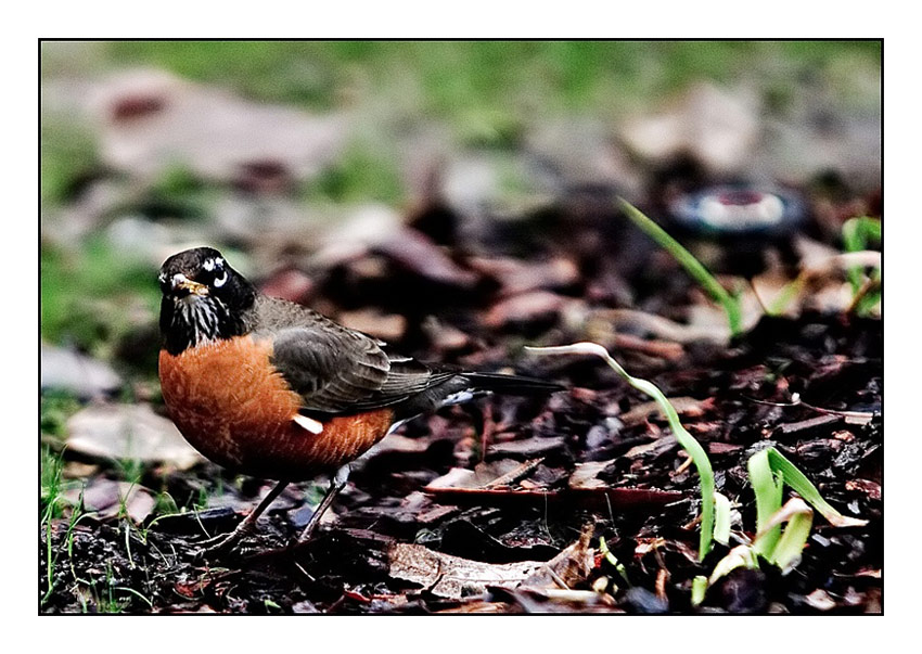 photo "curiosity" tags: nature, wild animals