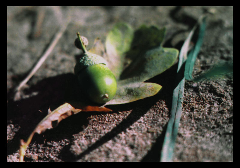 photo "autumn" tags: macro and close-up, nature, 
