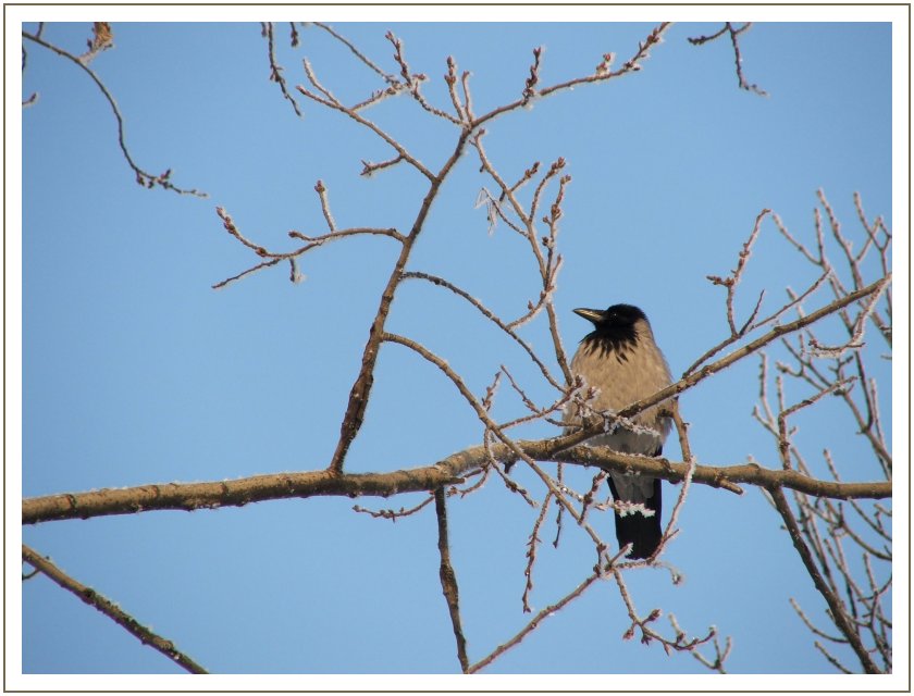 photo "Crow" tags: nature, landscape, wild animals, winter