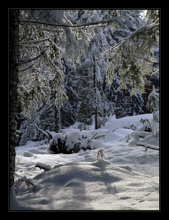 photo "Riches of winter" tags: landscape, forest, winter