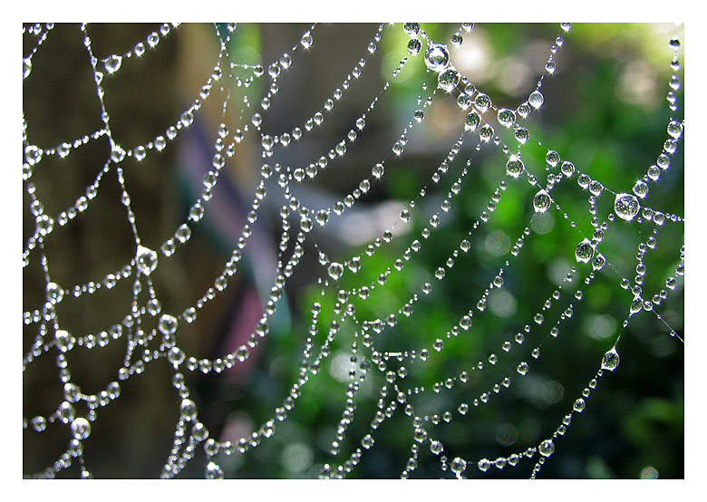 photo "***" tags: macro and close-up, 