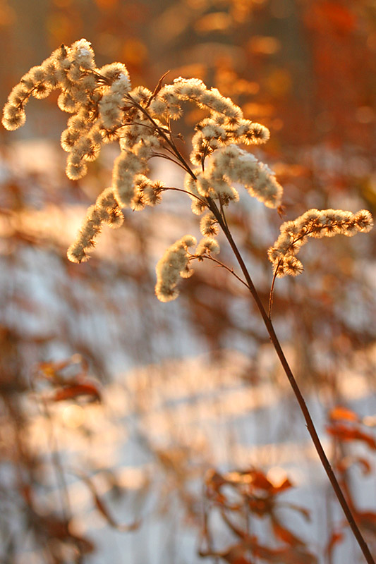 photo "Who has told, what the winter is not beautiful?" tags: macro and close-up, landscape, winter