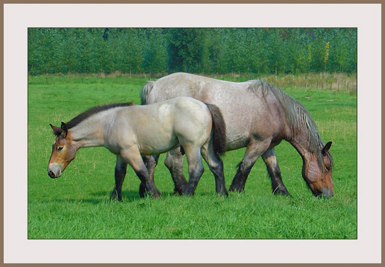 photo "Different directions" tags: nature, pets/farm animals