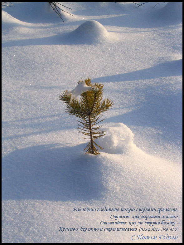 photo "Новогодняя" tags: landscape, forest, winter