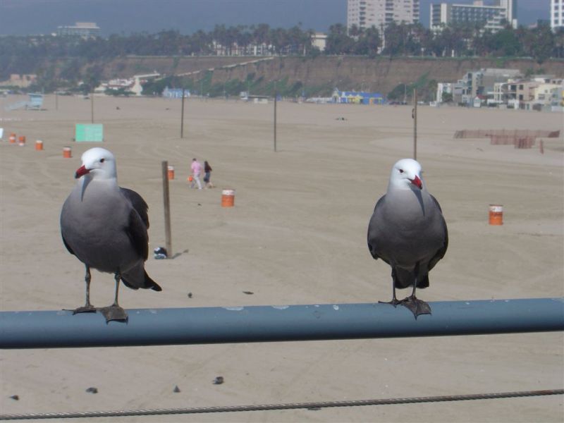 photo "Marital Quarrel" tags: misc., nature, 