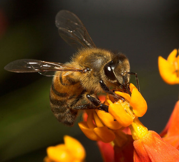 фото "Bee" метки: природа, макро и крупный план, насекомое