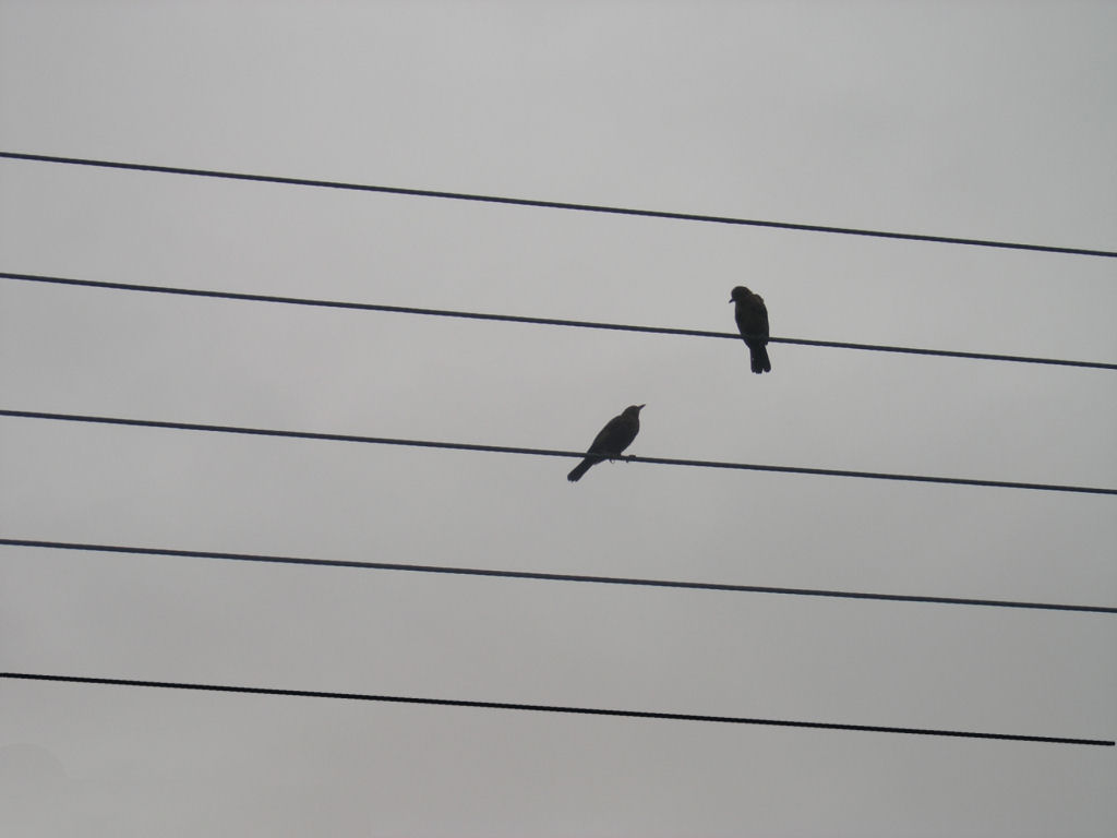 photo "The first two notes in a bar, the birdy song" tags: nature, misc., 