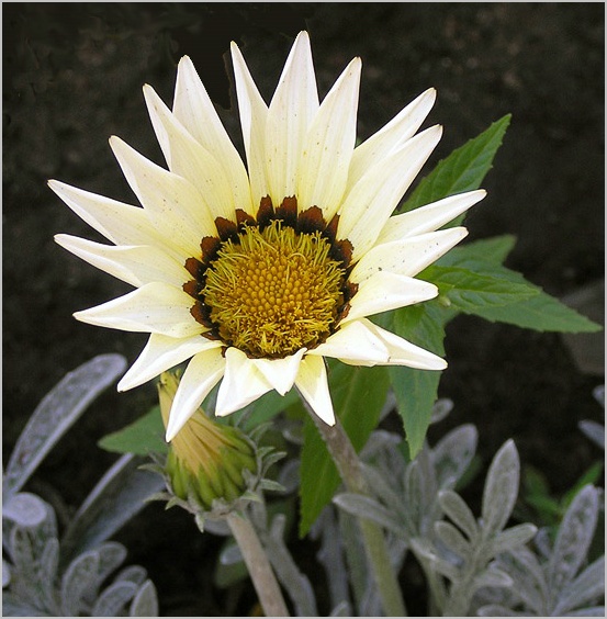 photo "Gazania" tags: nature, macro and close-up, flowers