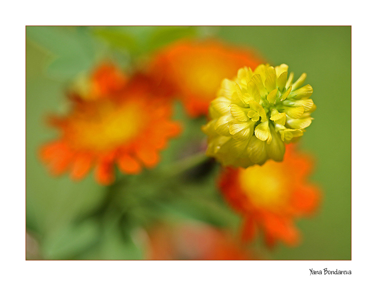 photo "Summer" tags: nature, macro and close-up, flowers