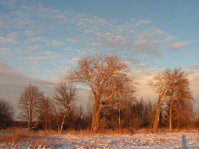 photo "Russian winter" tags: landscape, forest, winter