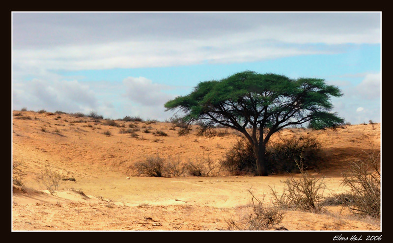 photo "In desert sands" tags: landscape, travel, 