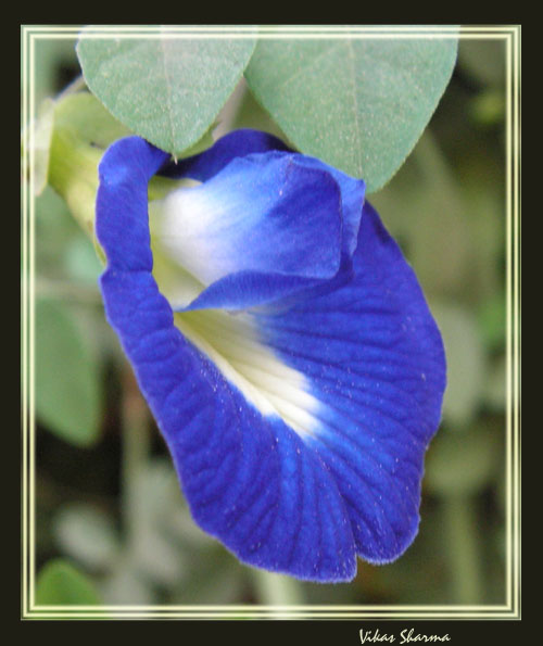 photo "Indigo" tags: nature, flowers