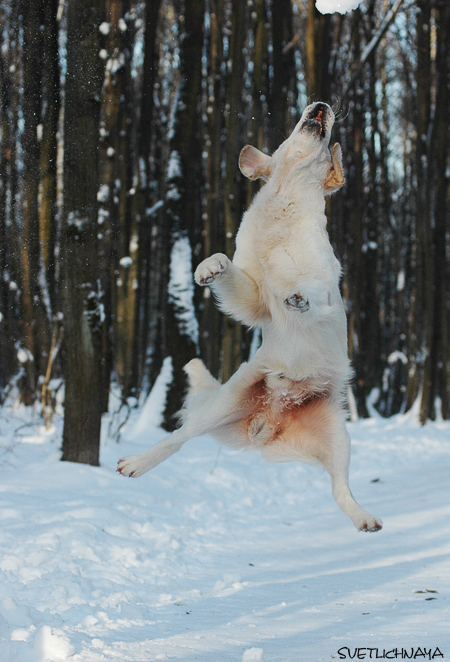 photo "Nindzya fly" tags: nature, pets/farm animals