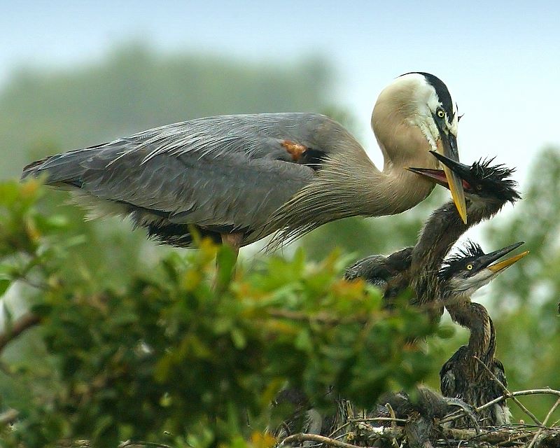 photo "Let Go!" tags: nature, wild animals