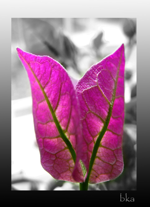 photo "***" tags: nature, macro and close-up, flowers