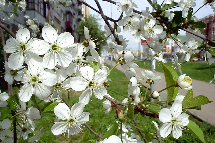 photo "Spring" tags: landscape, nature, flowers, spring