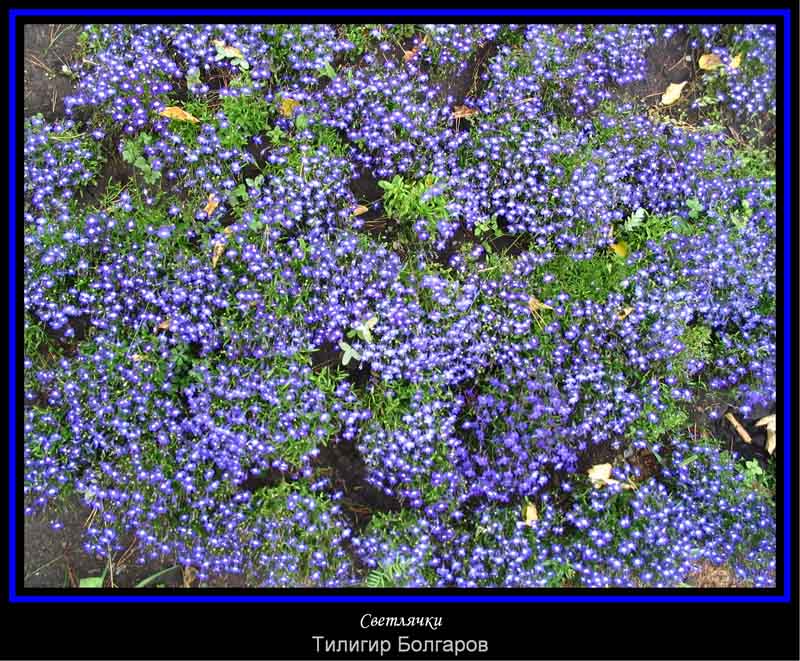 photo "Glowworms" tags: nature, genre, flowers