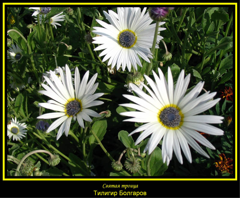 photo "Sacred Trinity." tags: nature, flowers